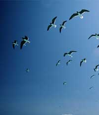 El &uacute;ltimo rom&aacute;ntico